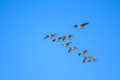 Oies-en-vol-en-formation-sur-ciel-bleu